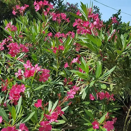 Nina Apartament Silba